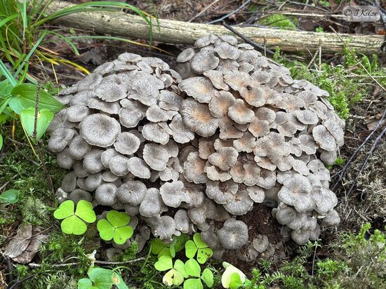 Polyporus umbellatus
